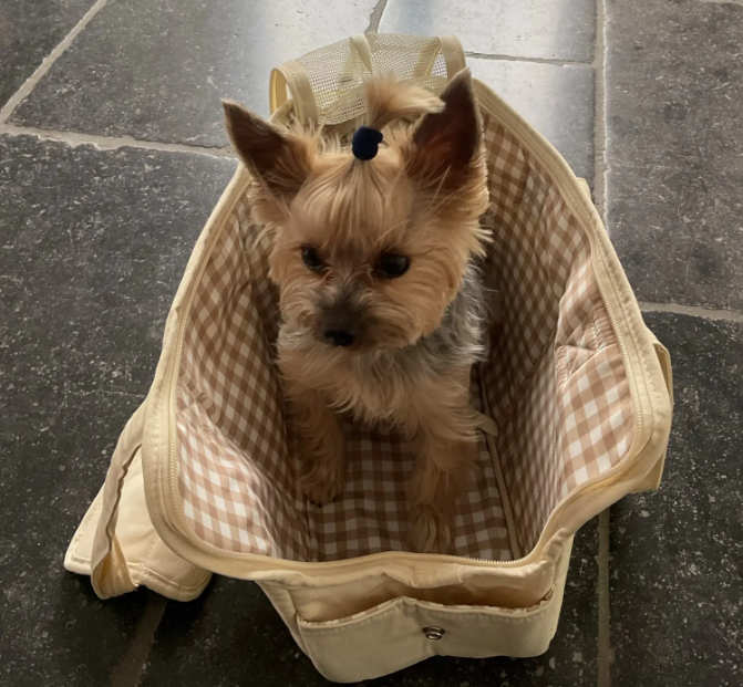 Cozy Carry: Stylish Dog Carrier for Small Dogs